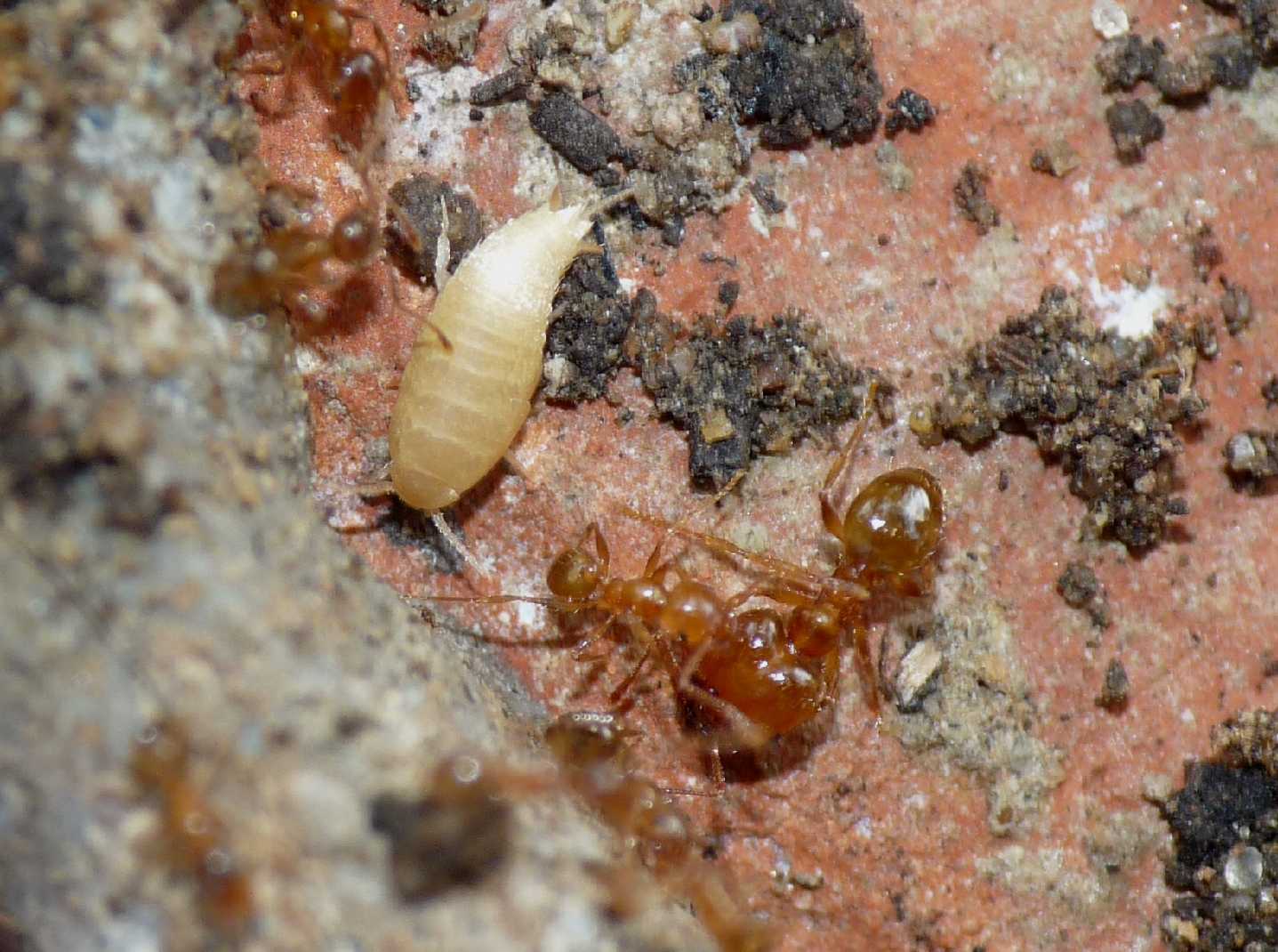 Atelura formicaria con formiche Pheidole